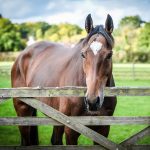 Turnout paddocks