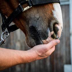 Leisure horses_250x250